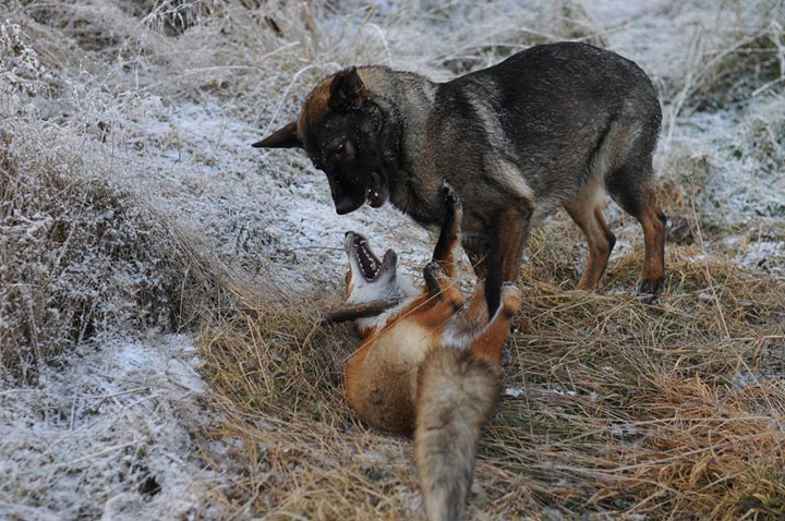 faites-le-plein-de-tendresse-avec-cette-magnifique-histoire-damitie-entre-un-chien-et-un-renard55