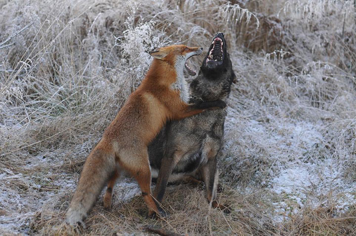 faites-le-plein-de-tendresse-avec-cette-magnifique-histoire-damitie-entre-un-chien-et-un-renard56