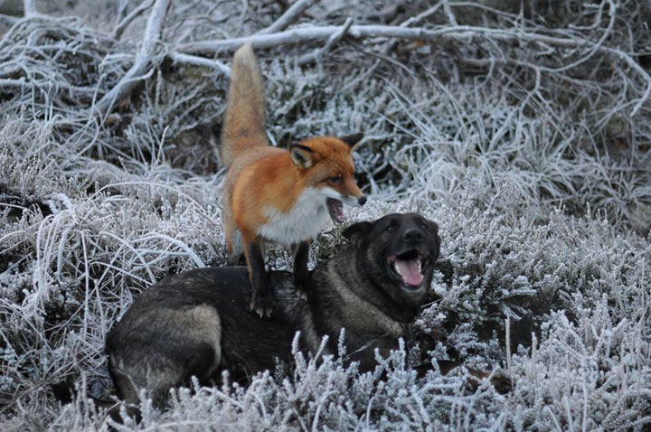 faites-le-plein-de-tendresse-avec-cette-magnifique-histoire-damitie-entre-un-chien-et-un-renard58