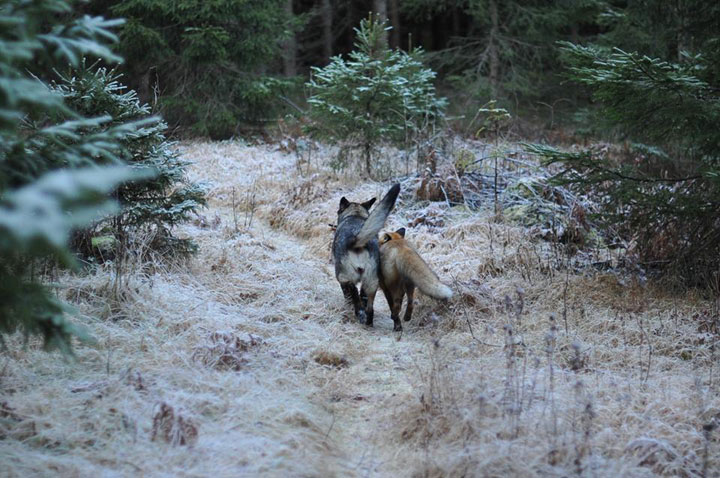 faites-le-plein-de-tendresse-avec-cette-magnifique-histoire-damitie-entre-un-chien-et-un-renard60