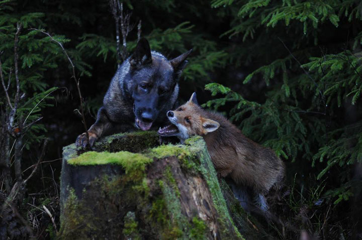 faites-le-plein-de-tendresse-avec-cette-magnifique-histoire-damitie-entre-un-chien-et-un-renard61