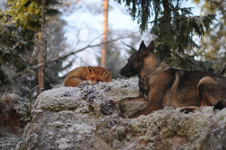 faites-le-plein-de-tendresse-avec-cette-magnifique-histoire-damitie-entre-un-chien-et-un-renard68