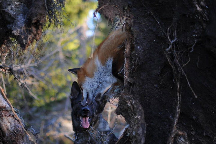 faites-le-plein-de-tendresse-avec-cette-magnifique-histoire-damitie-entre-un-chien-et-un-renard71