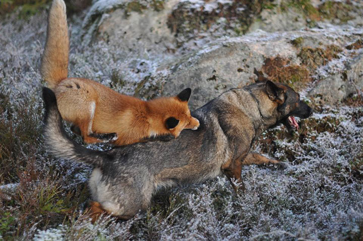 faites-le-plein-de-tendresse-avec-cette-magnifique-histoire-damitie-entre-un-chien-et-un-renard72