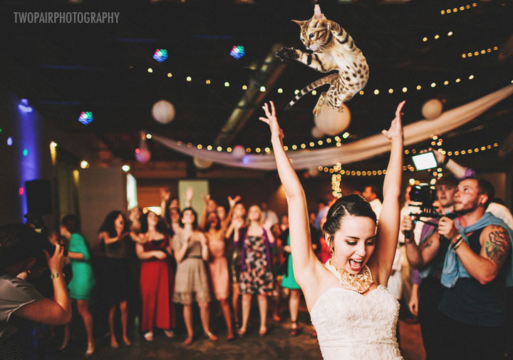 le-lancer-de-chats-dans-les-mariages-le-nouveau-phenomene-delirant-sur-internet21