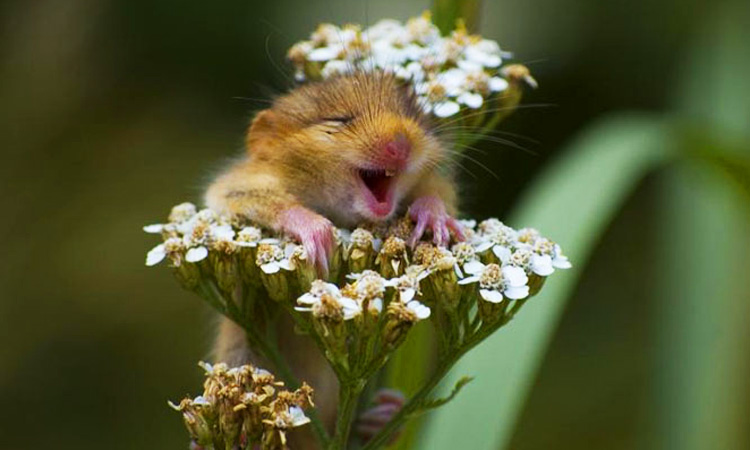 limage-de-la-semaine-un-petit-rongeur-super-mignon-rit-aux-eclats-sur-une-fleur-une