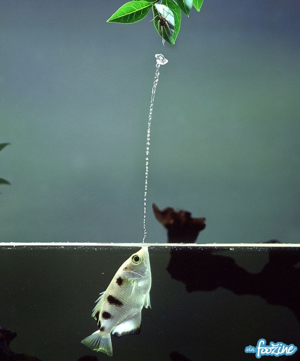lincroyable-poisson-archer-qui-crache-de-leau-pour-attraper-ses-proies22