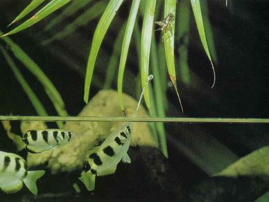 lincroyable-poisson-archer-qui-crache-de-leau-pour-attraper-ses-proiesx