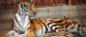 tigre-une