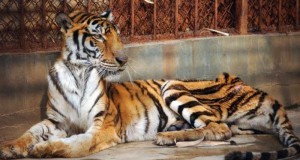 tigre-une