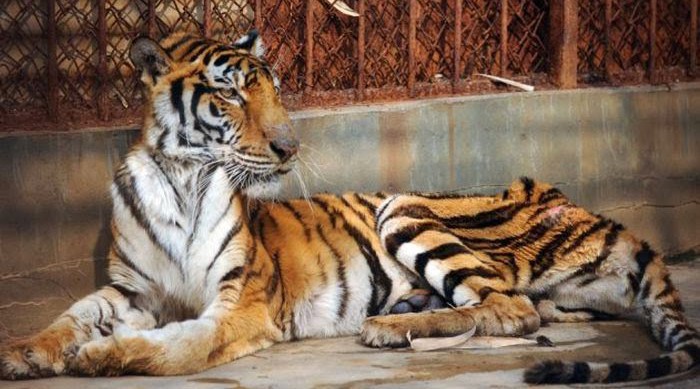 tigre-une