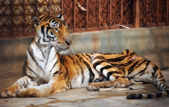 tigre-une