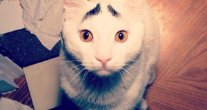 une-chat-fourrure