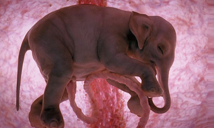12-bebes-animaux-photographies-dans-le-ventre-de-leur-mere-qui-vont-vous-emerveiller