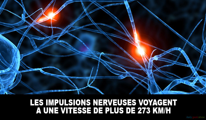 24-faits-insolites-sur-le-corps-humain-qui-vont-vous-etonner6