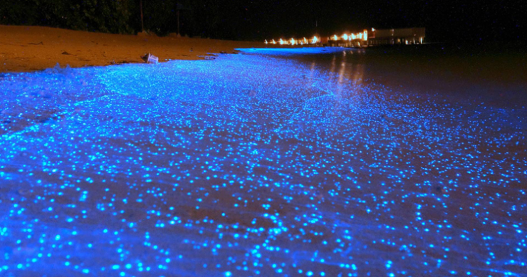 Des vagues bioluminescentes créent un magnifique océan d’étoiles sur les plages des Maldives-une