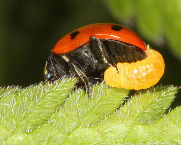 cette-larve-de-guepe-parasite-des-coccinelles-pour-la-transformer-en-esclave-pret-a-tout-pour-proteger-son-cocon5