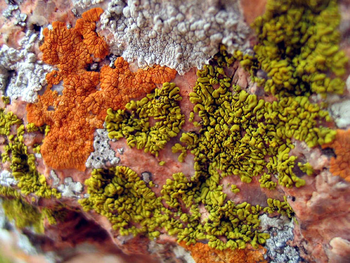 contrairement-a-vous-le-lichen-survivrait-sur-mars2