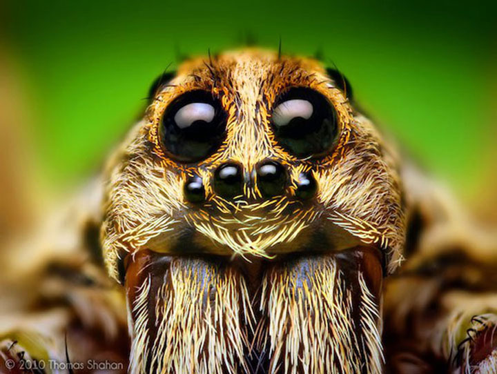decouvrez-toute-la-magnificence-des-araignees-a-travers-de-superbes-cliches-macroscopiques1
