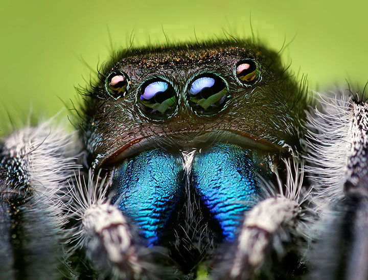 decouvrez-toute-la-magnificence-des-araignees-a-travers-de-superbes-cliches-macroscopiques2