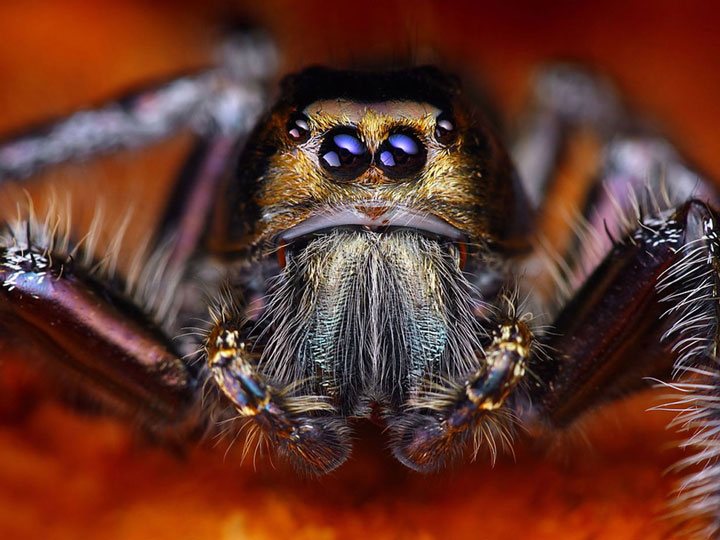 decouvrez-toute-la-magnificence-des-araignees-a-travers-de-superbes-cliches-macroscopiques3