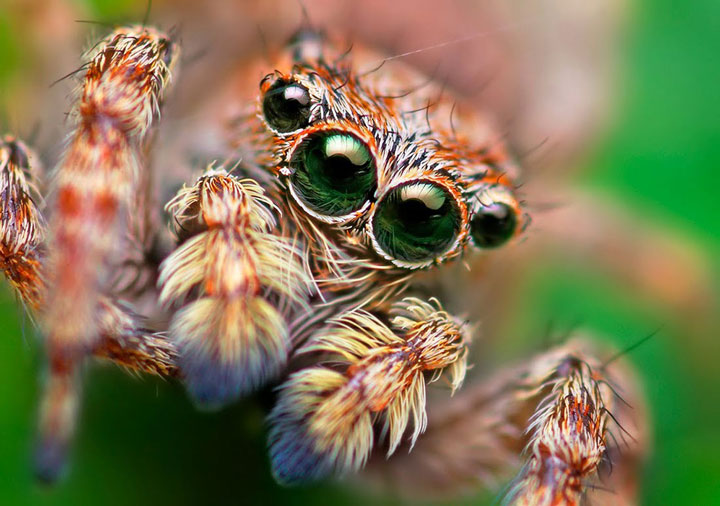 decouvrez-toute-la-magnificence-des-araignees-a-travers-de-superbes-cliches-macroscopiques4