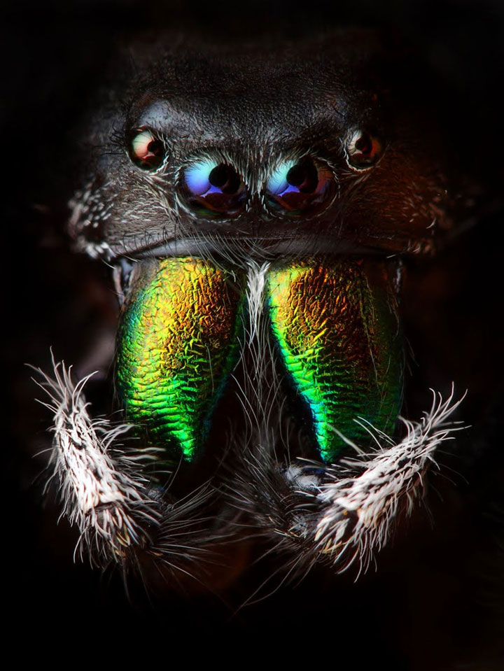 decouvrez-toute-la-magnificence-des-araignees-a-travers-de-superbes-cliches-macroscopiques5