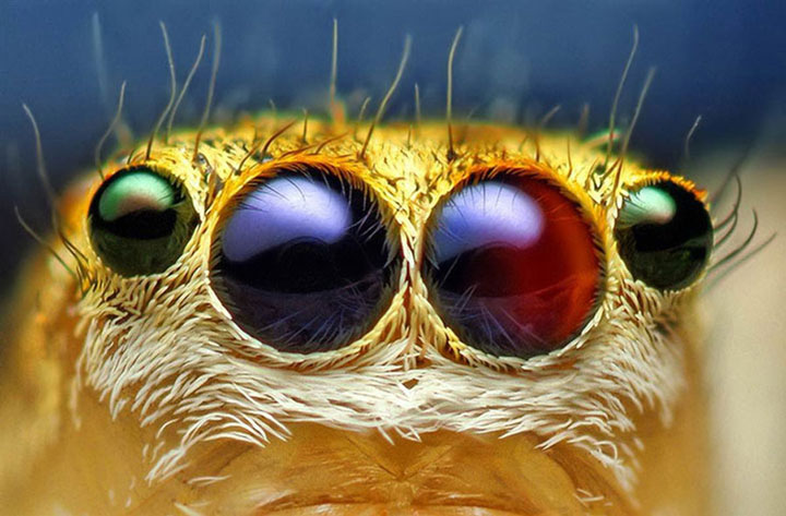 decouvrez-toute-la-magnificence-des-araignees-a-travers-de-superbes-cliches-macroscopiques8