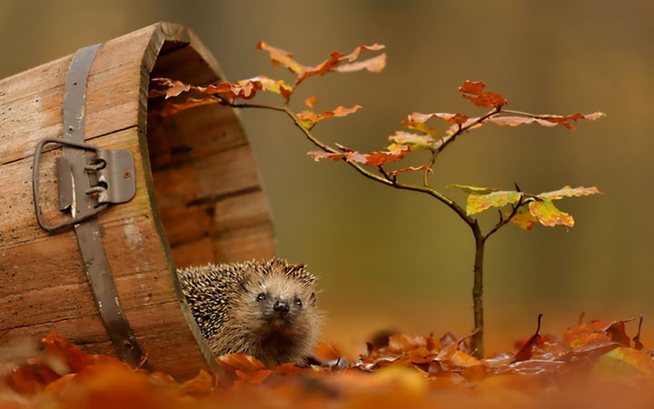 des-animaux-sauvages-revelent-toute-leur-douceur-a-travers-les-cliches-dun-photographe1