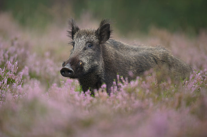 des-animaux-sauvages-revelent-toute-leur-douceur-a-travers-les-cliches-dun-photographe10