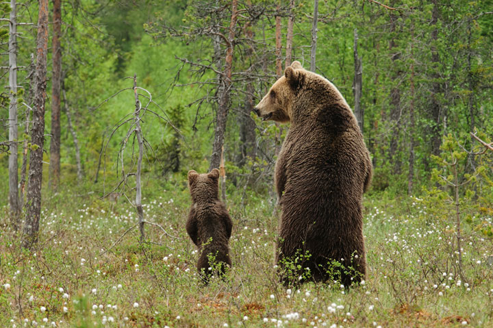 des-animaux-sauvages-revelent-toute-leur-douceur-a-travers-les-cliches-dun-photographe11