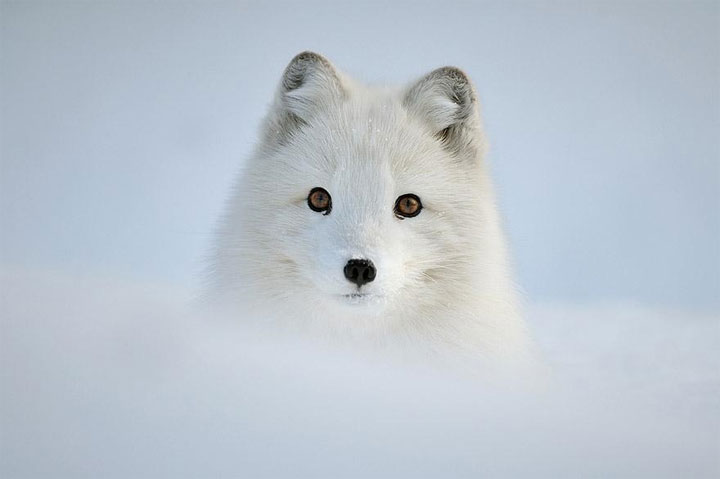 des-animaux-sauvages-revelent-toute-leur-douceur-a-travers-les-cliches-dun-photographe14