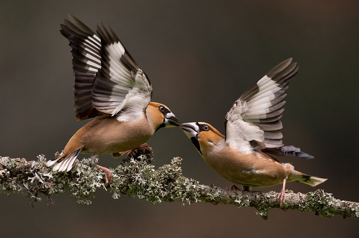 des-animaux-sauvages-revelent-toute-leur-douceur-a-travers-les-cliches-dun-photographe20