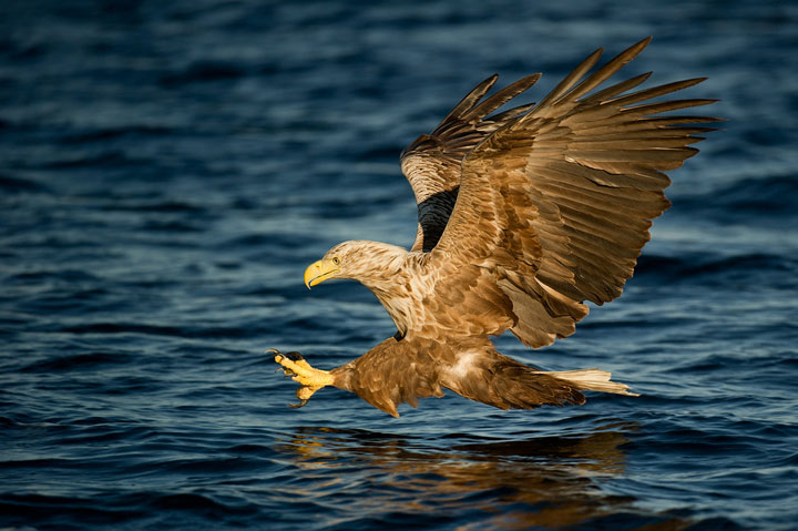des-animaux-sauvages-revelent-toute-leur-douceur-a-travers-les-cliches-dun-photographe21