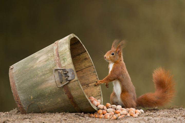 des-animaux-sauvages-revelent-toute-leur-douceur-a-travers-les-cliches-dun-photographe4