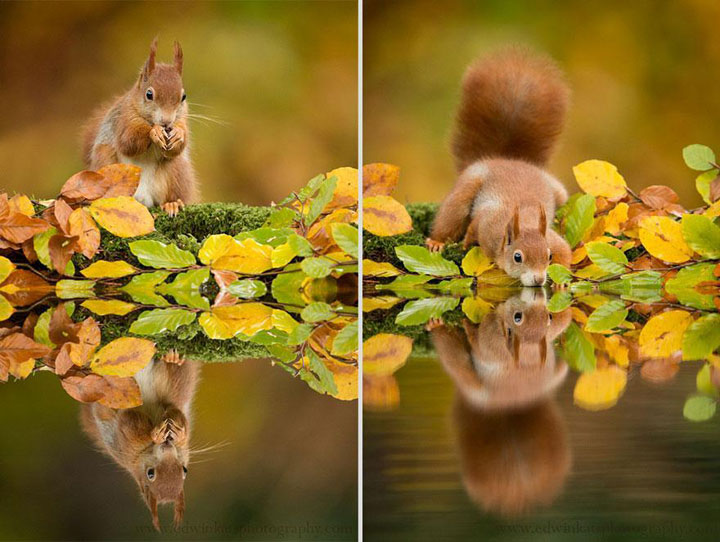 des-animaux-sauvages-revelent-toute-leur-douceur-a-travers-les-cliches-dun-photographe7