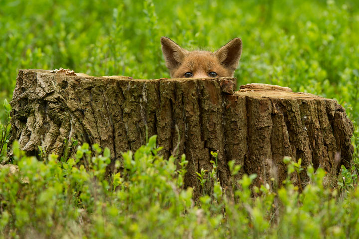des-animaux-sauvages-revelent-toute-leur-douceur-a-travers-les-cliches-dun-photographe8