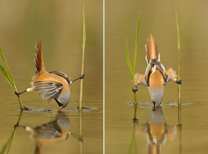 des-animaux-sauvages-revelent-toute-leur-douceur-a-travers-les-cliches-dun-photographe9