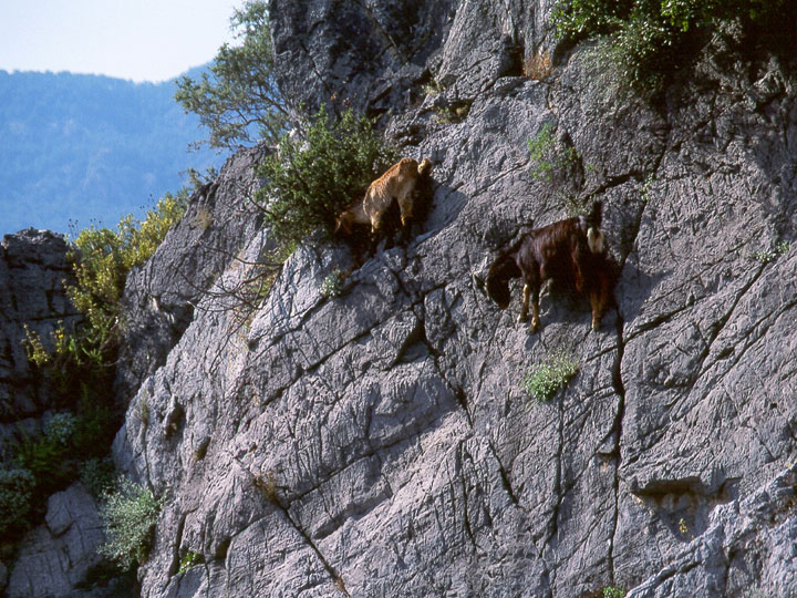 la-temerite-de-ces-animaux-face-a-des-falaises-vous-rendront-chevres16