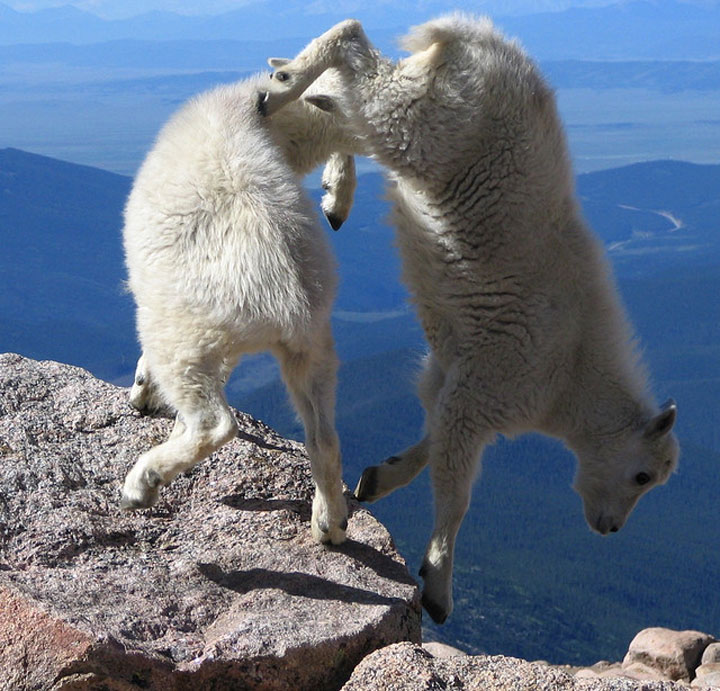 la-temerite-de-ces-animaux-face-a-des-falaises-vous-rendront-chevres17