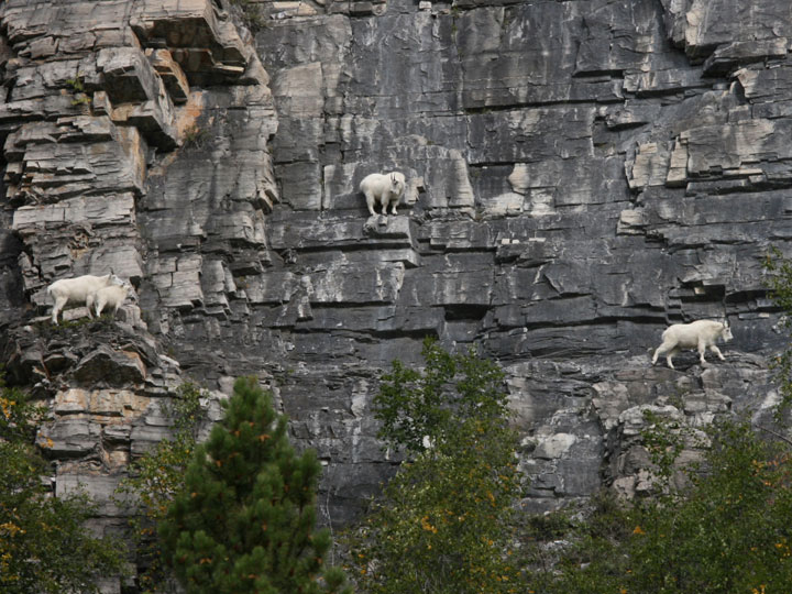 la-temerite-de-ces-animaux-face-a-des-falaises-vous-rendront-chevres22