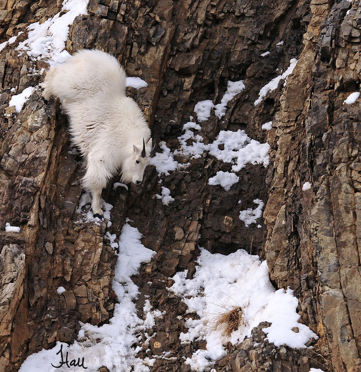 la-temerite-de-ces-animaux-face-a-des-falaises-vous-rendront-chevres23