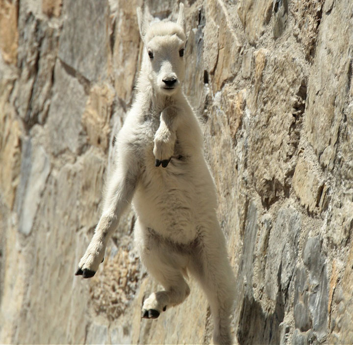 la-temerite-de-ces-animaux-face-a-des-falaises-vous-rendront-chevres25