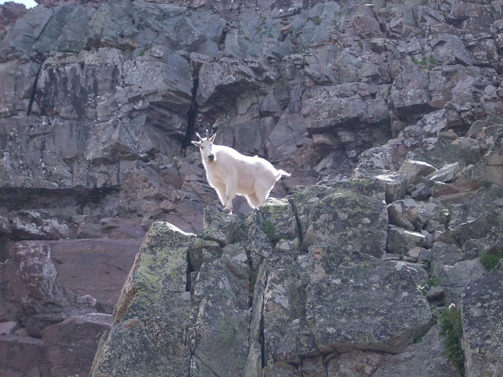 la-temerite-de-ces-animaux-face-a-des-falaises-vous-rendront-chevres3