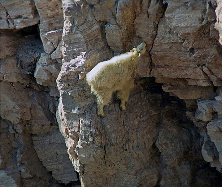 la-temerite-de-ces-animaux-face-a-des-falaises-vous-rendront-chevres5