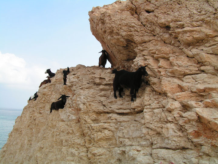 la-temerite-de-ces-animaux-face-a-des-falaises-vous-rendront-chevres9