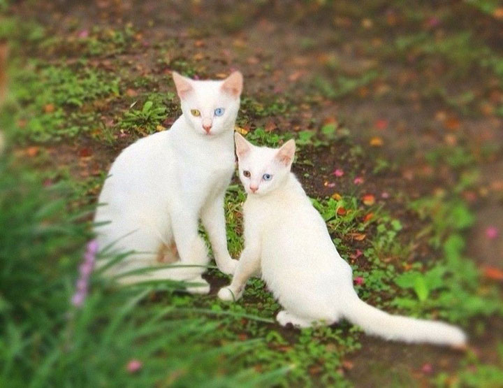 animaux-avec-leur-bebe12