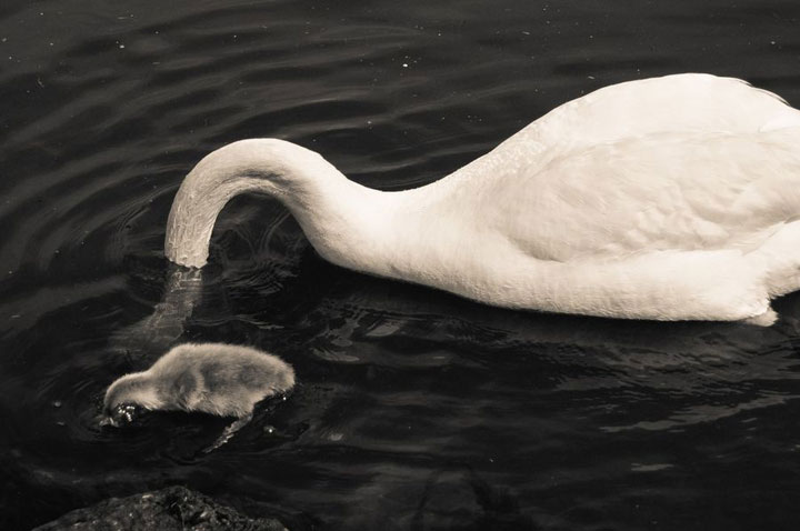 animaux-avec-leur-bebe2