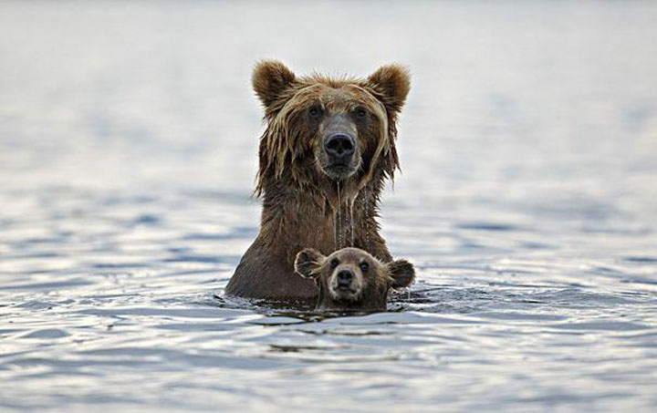animaux-avec-leur-bebe8