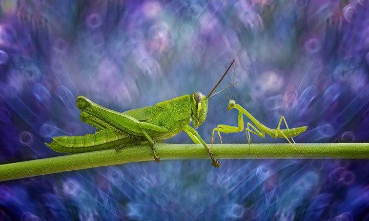 belles-photos-dinsectes14